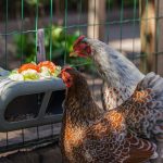 BZ Kip Voerbak Grs 30x14x13