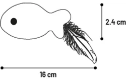 Kat Vis Klora met Catnip