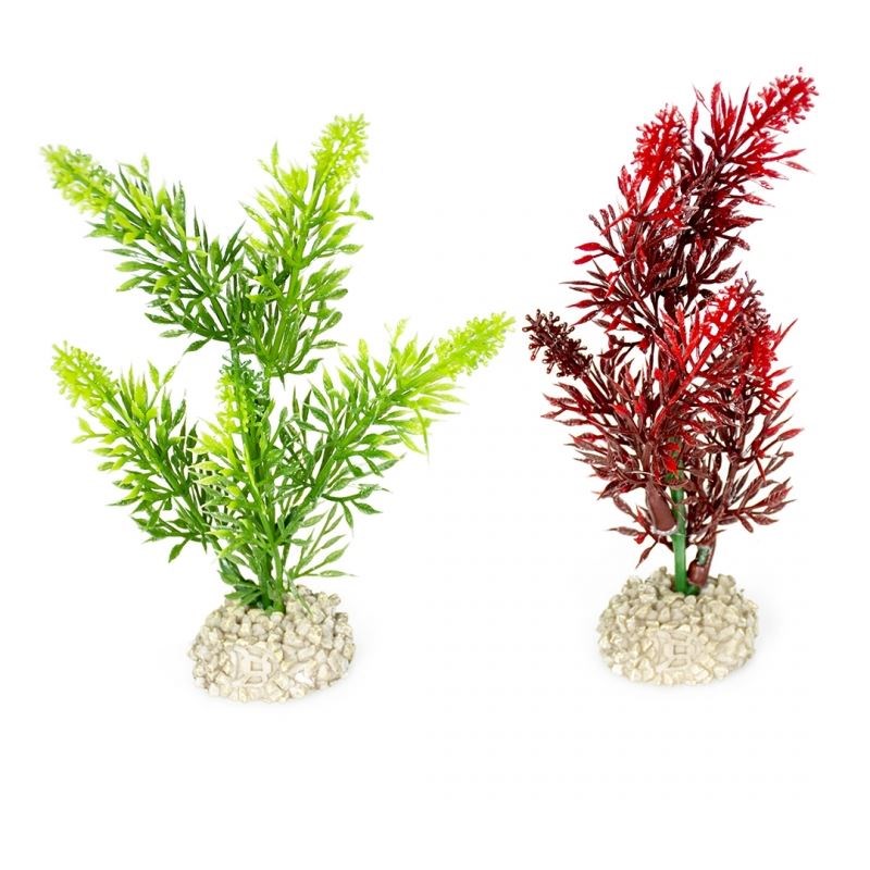 Plant Elodea Densa S Plant Elodea Densa S