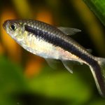 Vis Hockeystick Tetra
