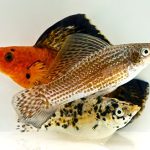 Vis Hoogvinkarper Mix 4-5cm