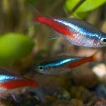 Vis Neon Tetra