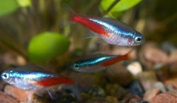 Vis Neon Tetra