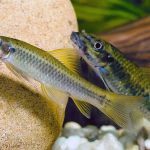 Vis Steenbijter 3-4cm