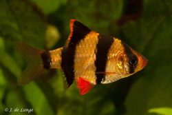 Vis Sumatraan Tetrazona