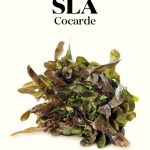 Wim Lybaert Zaden Sla Cocarde