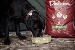 Delcon Adult Kip 12kg Hondenvoer Delcon Adult Kip 12kg Hondenvoer