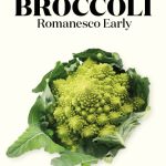 Wim Lybaert Zaden Broccoli Romanesco Early