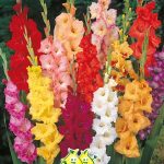 Bloembol Gladiolen Gemengd 25 St