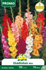 Bloembol Gladiolen Gemengd 25 St