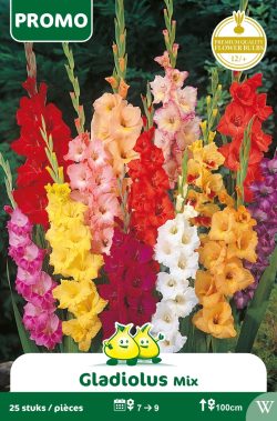 Bloembol Gladiolen Gemengd 25 St