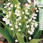 Bloembol Meiklokje Convallaria Majalis 10st