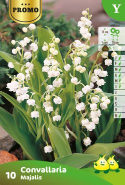 Bloembol Meiklokje Convallaria Majalis 10st