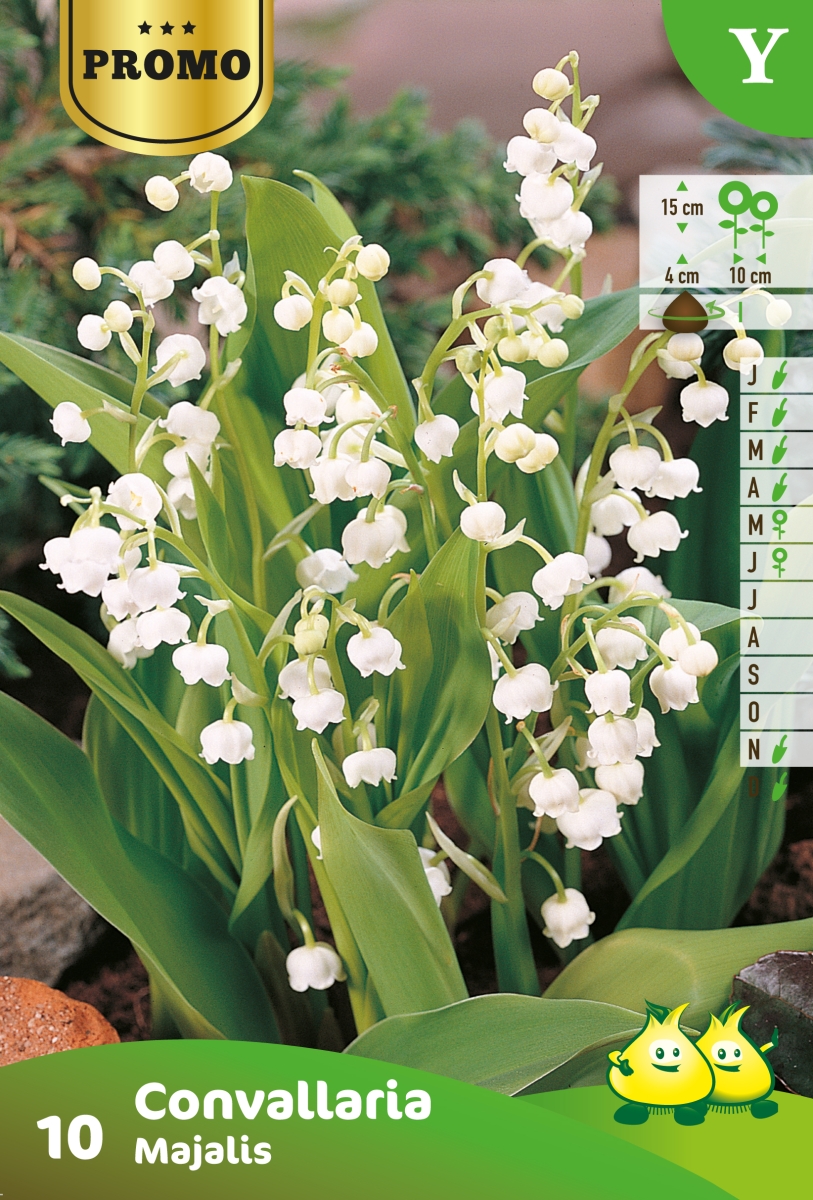 Bloembol Meiklokje Convallaria Majalis 10st Bloembol Meiklokje Convallaria Majalis 10st