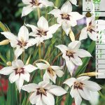 Bloembollen Acidanthera Acidenthera 10st