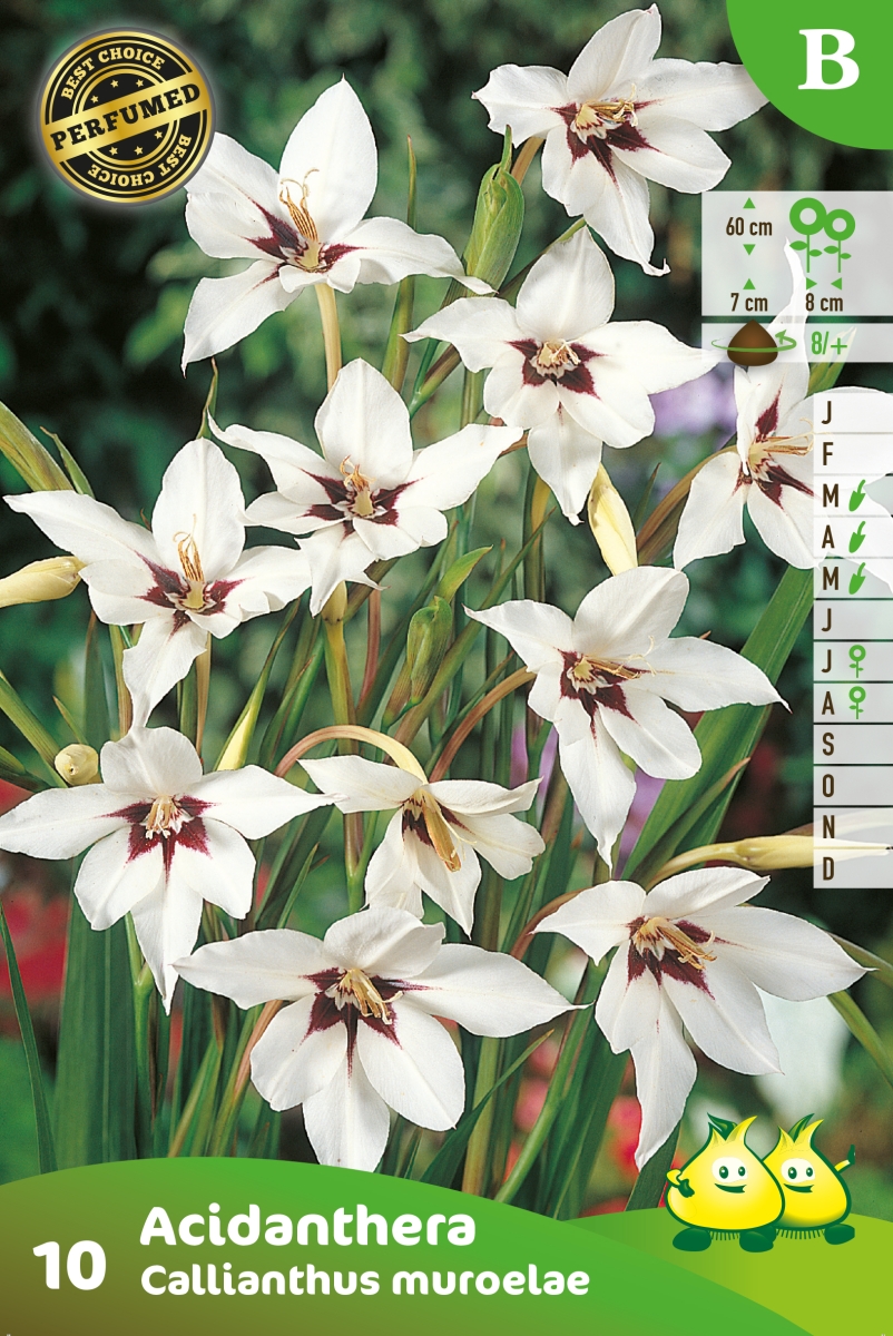 Bloembollen Acidanthera Acidenthera 10st Bloembollen Acidanthera Acidenthera 10st