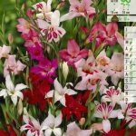 Bloembollen Convilly Nanus Gemengd 10st