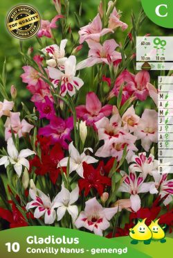 Bloembollen Convilly Nanus Gemengd 10st