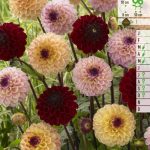 Bloembollen Dahlia Jill Mix 4st