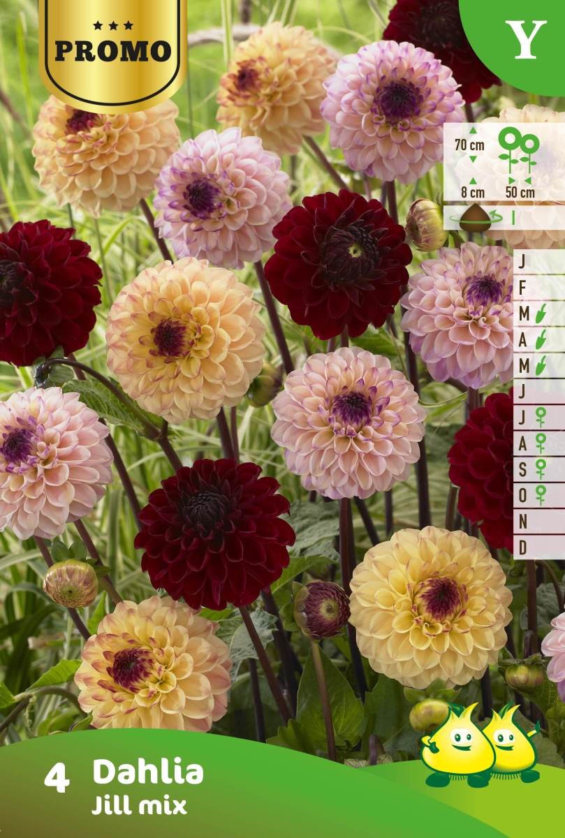 Bloembollen Dahlia Jill Mix 4st Bloembollen Dahlia Jill Mix 4st