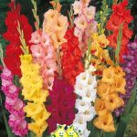 Bloembollen Gladiolen Gemengd 7st