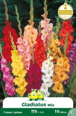 Bloembollen Gladiolen Gemengd 7st