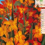 Bloembollen Montbretia Montbretia 10st