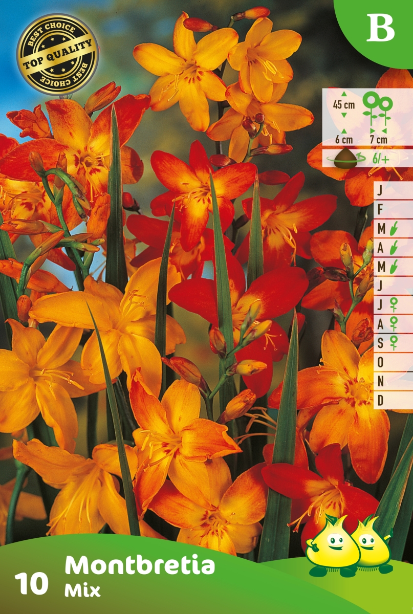 Bloembollen Montbretia Montbretia 10st Bloembollen Montbretia Montbretia 10st