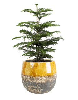 Pot Lindy ocher D19 H16