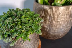 Pot Ryan shiny gold D18 H16