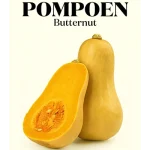 Wim Lybaert Zaden Pompoen Butternut