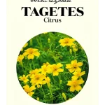 Wim Lybaert Zaden Tagetes Citrus