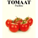 Wim Lybaert Zaden Tomaat Paoline