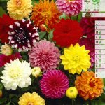 Zakjes Dahlia 4 Stuks Decoratief Dahlias Mix