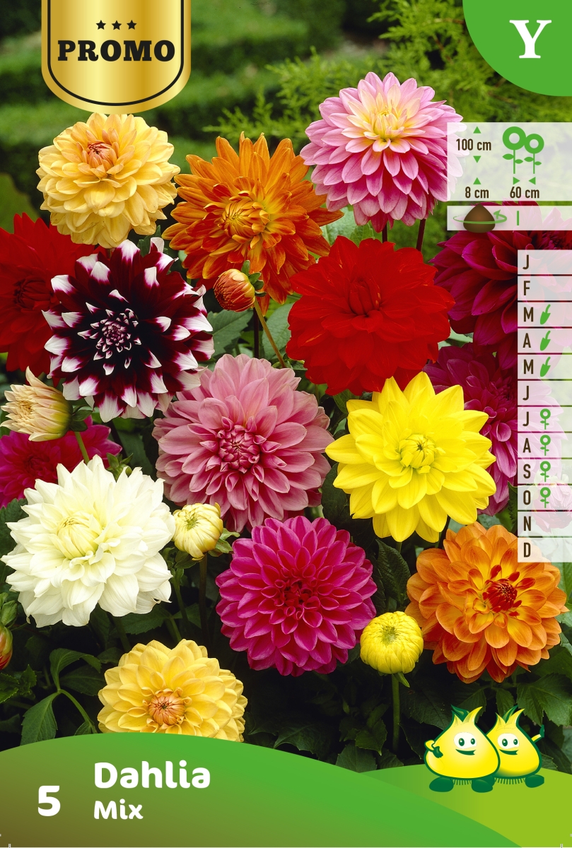 Zakjes Dahlia 4 Stuks Decoratief Dahlias Mix Zakjes Dahlia 4 Stuks Decoratief Dahlias Mix