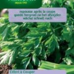 Selder Snijselder [C]