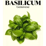 Wim Lybaert Zaden Basilicum Genovese