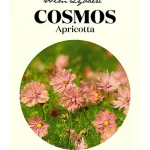 Wim Lybaert Zaden Cosmos Apricotta