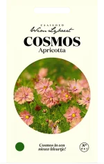 Wim Lybaert Zaden Cosmos Apricotta