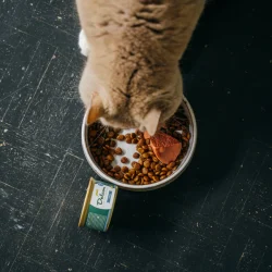 Delcon Kat Blikje Paté Tonijn 85gr Delcon Kat Blikje Paté Tonijn 85gr