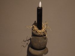 Gedroogde Tillandsia Gedroogde Tillandsia