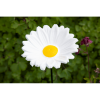 Bûten Gift Feeder Stake Margriet Bûten Gift Feeder Stake Margriet