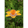 Bûten Gift Feeder Stake Narcis Bûten Gift Feeder Stake Narcis