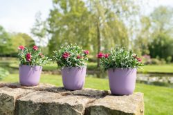 Pot Palermo lavendel D13 H12 Pot Palermo lavendel D13 H12