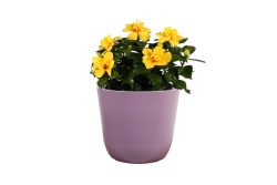 Pot Palermo lavendel D13 H12 Pot Palermo lavendel D13 H12